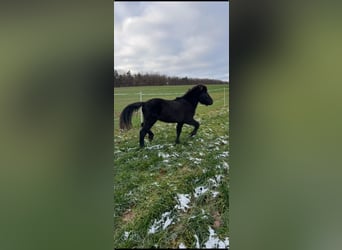 Caballos islandeses, Semental, 2 años, 139 cm, Negro