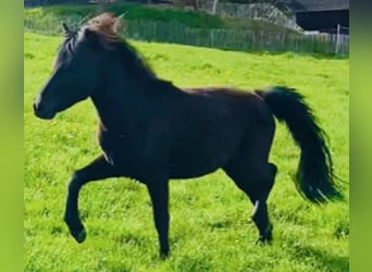 Caballos islandeses, Semental, 2 años, 139 cm, Negro