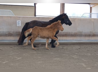 Caballos islandeses, Semental, 2 años, 140 cm, Alazán