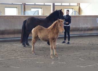 Caballos islandeses, Semental, 2 años, 140 cm, Alazán