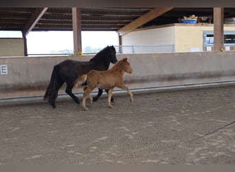 Caballos islandeses, Semental, 2 años, 140 cm, Alazán