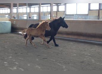 Caballos islandeses, Semental, 2 años, 140 cm, Alazán