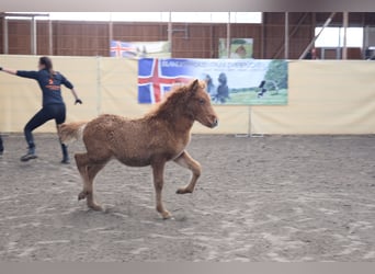 Caballos islandeses, Semental, 2 años, 140 cm, Alazán