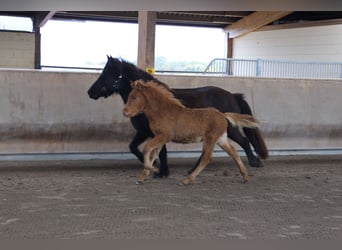 Caballos islandeses, Semental, 2 años, 140 cm, Alazán