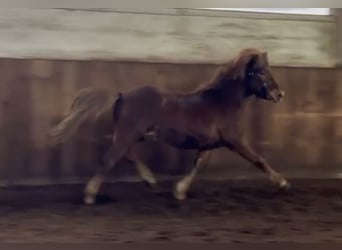 Caballos islandeses, Semental, 2 años, 140 cm, Alazán
