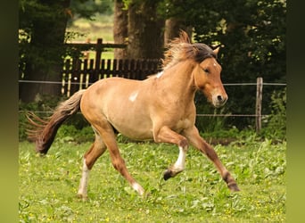 Caballos islandeses, Semental, 2 años, 140 cm, Bayo