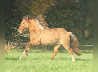 Caballos islandeses, Semental, 2 años, 140 cm, Bayo