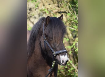 Caballos islandeses, Semental, 2 años, 140 cm