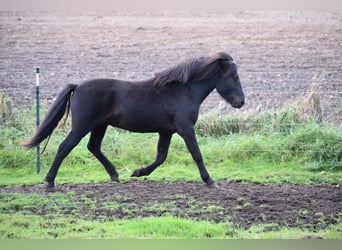 Caballos islandeses, Semental, 2 años, 140 cm