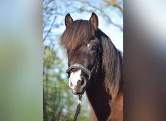 Caballos islandeses, Semental, 2 años, 140 cm