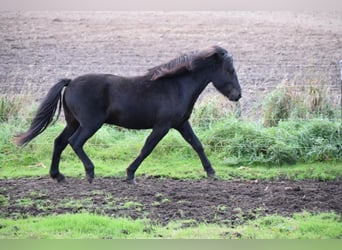 Caballos islandeses, Semental, 2 años, 140 cm