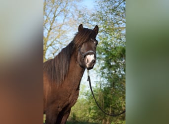 Caballos islandeses, Semental, 2 años, 140 cm