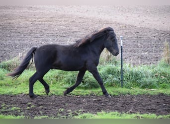 Caballos islandeses, Semental, 2 años, 140 cm