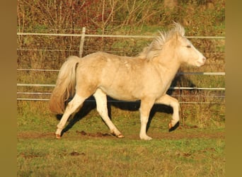 Caballos islandeses, Semental, 2 años, 140 cm, Palomino