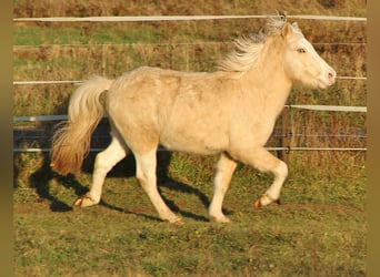 Caballos islandeses, Semental, 2 años, 140 cm, Palomino