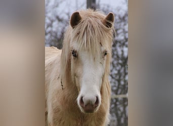 Caballos islandeses, Semental, 2 años, 140 cm, Palomino