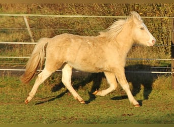 Caballos islandeses, Semental, 2 años, 140 cm, Palomino