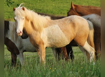 Caballos islandeses, Semental, 2 años, 140 cm, Palomino