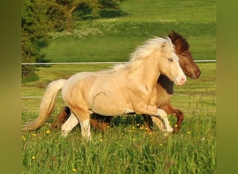 Caballos islandeses, Semental, 2 años, 140 cm, Palomino