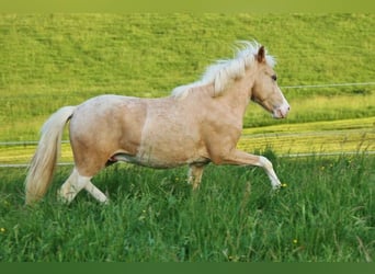 Caballos islandeses, Semental, 2 años, 140 cm, Palomino