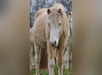 Caballos islandeses, Semental, 2 años, 140 cm, Palomino