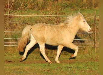 Caballos islandeses, Semental, 2 años, 140 cm, Palomino