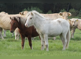 Caballos islandeses, Semental, 2 años, 140 cm, Palomino