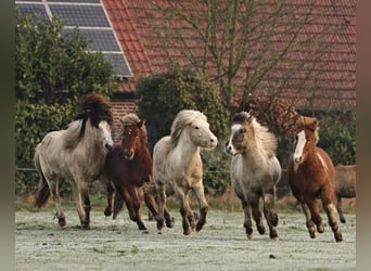 Caballos islandeses, Semental, 2 años, 140 cm, Palomino