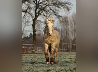 Caballos islandeses, Semental, 2 años, 140 cm, Palomino