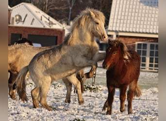 Caballos islandeses, Semental, 2 años, 140 cm, Palomino