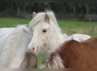 Caballos islandeses, Semental, 2 años, 140 cm, Palomino