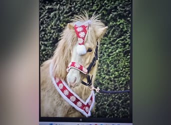 Caballos islandeses, Semental, 2 años, 140 cm, Palomino