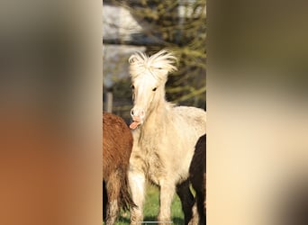 Caballos islandeses, Semental, 2 años, 140 cm, Palomino