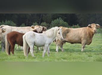 Caballos islandeses, Semental, 2 años, 140 cm, Palomino