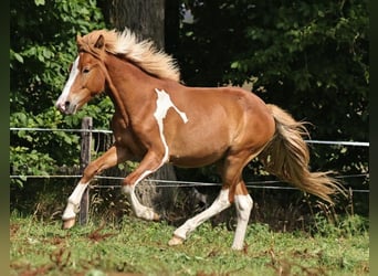 Caballos islandeses, Semental, 2 años, 140 cm, Tobiano-todas las-capas