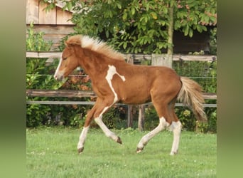 Caballos islandeses, Semental, 2 años, 140 cm, Tobiano-todas las-capas