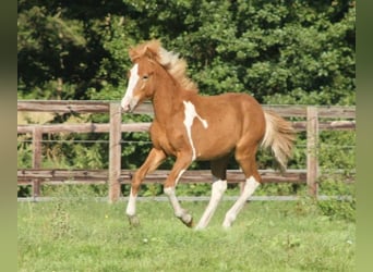 Caballos islandeses, Semental, 2 años, 140 cm, Tobiano-todas las-capas