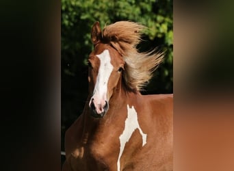 Caballos islandeses, Semental, 2 años, 140 cm, Tobiano-todas las-capas