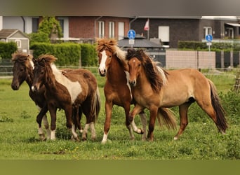 Caballos islandeses, Semental, 2 años, 140 cm, Tobiano-todas las-capas