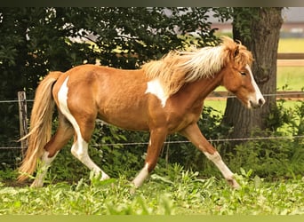 Caballos islandeses, Semental, 2 años, 140 cm, Tobiano-todas las-capas