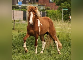 Caballos islandeses, Semental, 2 años, 140 cm, Tobiano-todas las-capas