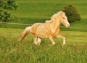 Caballos islandeses, Semental, 2 años, 142 cm, Palomino