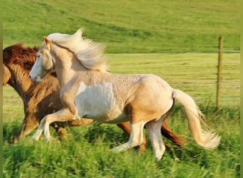 Caballos islandeses, Semental, 2 años, 142 cm, Palomino