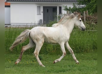 Caballos islandeses, Semental, 2 años, 145 cm, Castaño-ruano