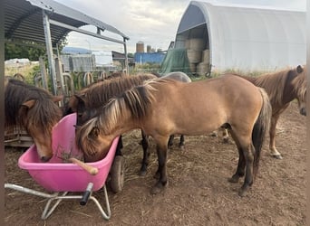 Caballos islandeses, Semental, 2 años, Bayo