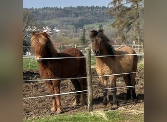 Caballos islandeses, Semental, 2 años, Bayo