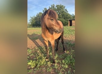Caballos islandeses, Semental, 2 años, Bayo