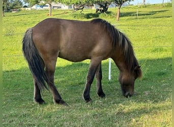 Caballos islandeses, Semental, 2 años, Bayo