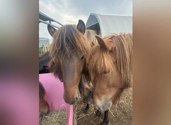 Caballos islandeses, Semental, 2 años, Bayo