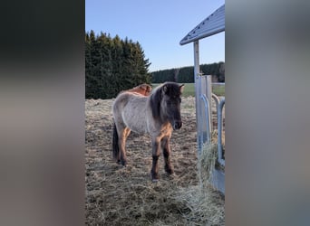 Caballos islandeses, Semental, 2 años